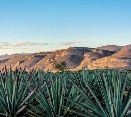 Mezcal Teocalli