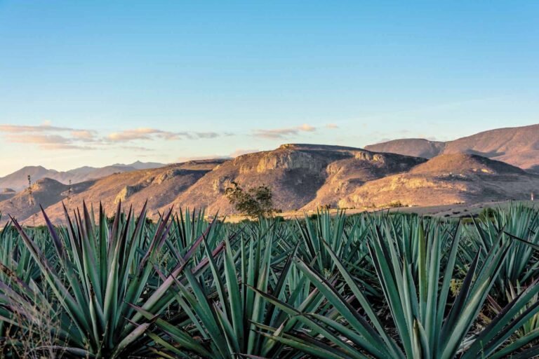 Mezcal Teocalli